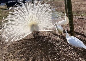 2 Pure White Peacock (Peafowl) Hatching Eggs Available now. Ship Free Ground!