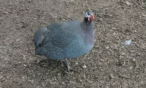 6 Pearl Guinea Hatching Eggs