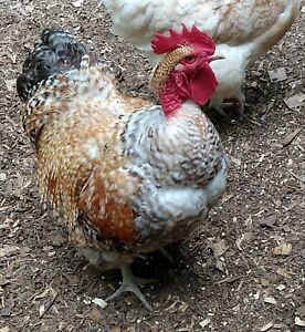 12 QUALITY TURKEN Fertile Hatching Eggs, Beautiful Naked Necks