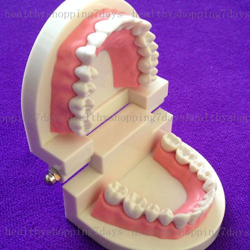 Best price! hot dental dentist flesh pink gums standard teeth tooth teach model for sale