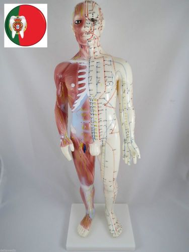 Medical Educational Anatomic model Acupuncture &amp; Muscle Male 60 cm IT-120 ARTMED
