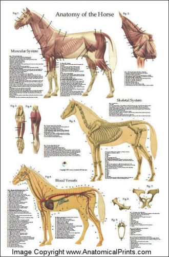 Horse Anatomy Veterinary Poster 24 X 36 Wall Chart