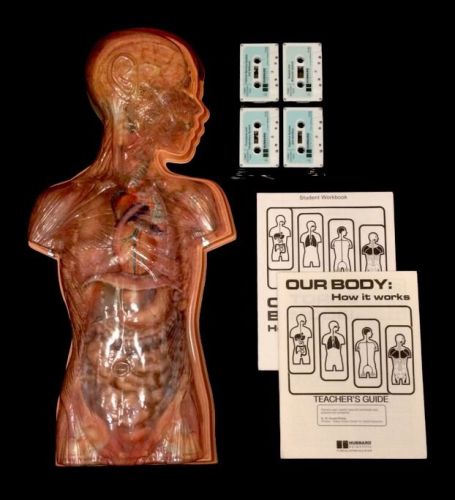 Hubbard Scientific - Basic Human Torso of Our Body Anatomical Model (with tapes)