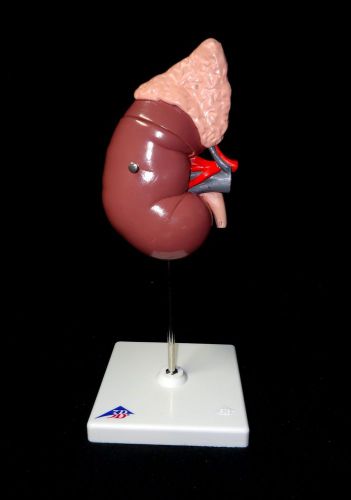 3B Scientific - K12 Human Kidney with Adrenal Gland 2 part Anatomical Model K 12