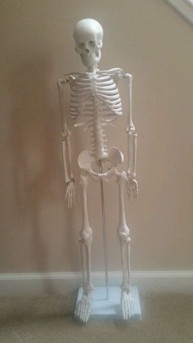 Skeleton model