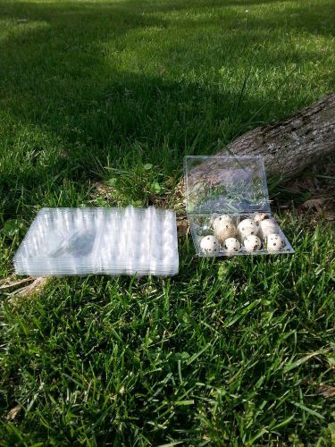50 Jumbo Corturnix Quail Egg Cartons