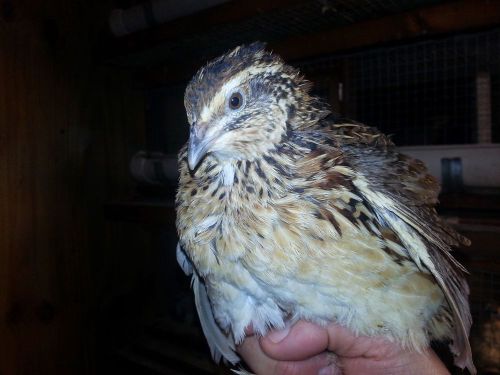 45 mixed breeds quail (coturnix ,jumbo white coturnix) hatching eggs