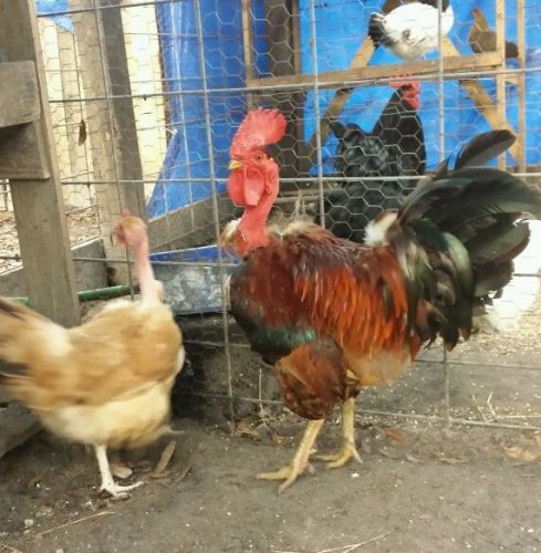6+ Turken/Naked Neck Chicken Hatching Eggs For Incubation
