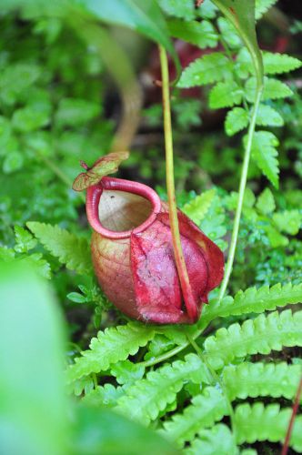 Fresh rare nepenthes viking (20+ seeds) hot item,carnivorous, wow! for sale