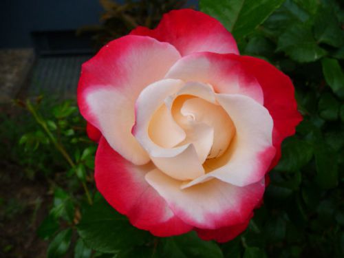 Rare nostalgie rose (10 seeds) beautiful striped hybrid roses.hardy,wow!, l@@k! for sale