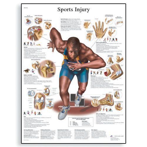 3b scientific vr1188l glossy laminated paper sports injuries anatomical chart  p for sale