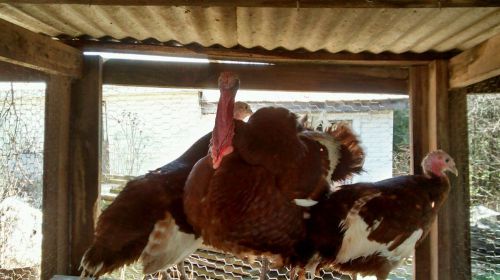 6+ Heritage Turkey Hatching Eggs - Bourbon Red,Black Spanish,Blue Slate&amp;Choc.