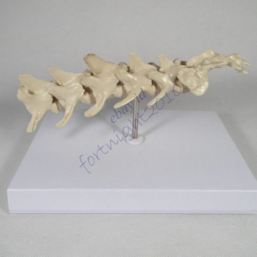 Canine vertebrae Model Veterinary Anatomy Dog vet display teaching demonstation