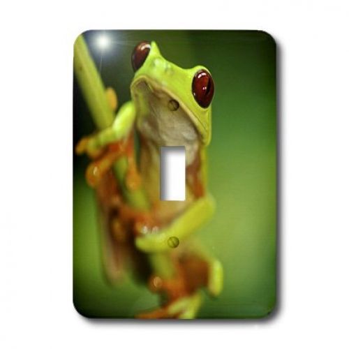 3dRose lsp_10387_1 Green Tree Frog On A Twig Single Toggle Switch