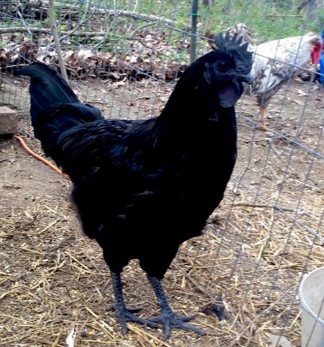 2+ AYAM CEMANI Hatching Eggs 100% ALL BLACK Pure-Breed Rare&amp;Beautiful Must See!
