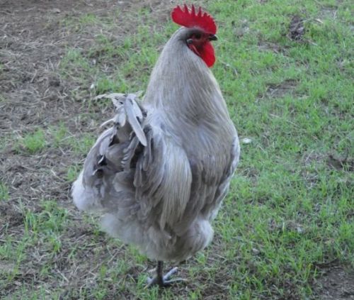 6 + EXTRAS-- Purebred ENGLISH LAVENDER ORPINGTON Fresh Fertile Hatching Eggs