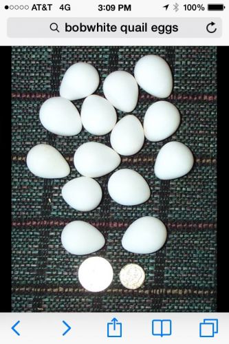 12+Northern Bobwhite Quail Hatching Eggs for Incubation &#034;NPIP CERTIFIED&#034;