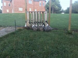 6+ Blue Swedish Duck Hatching Eggs