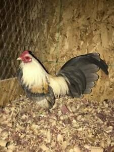12+  blue golden duckwing old english bantam hatching eggs