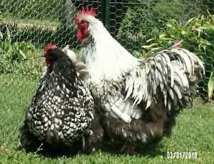 10+ LF Silver  Lace English Orpington Chicken Hatching Eggs
