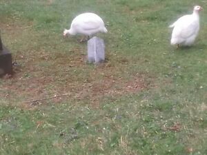 10+WHITE. JUMBO PEARL. CHOCOLATE AND PIED GUINEA HATCHING EGGS