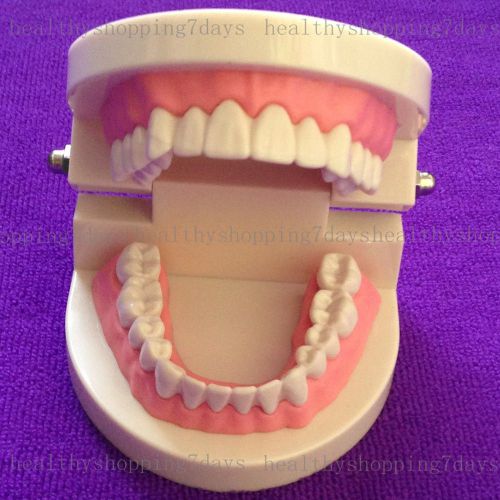 Low price!2014 dental dentist flesh pink gums standard teeth tooth teach model for sale