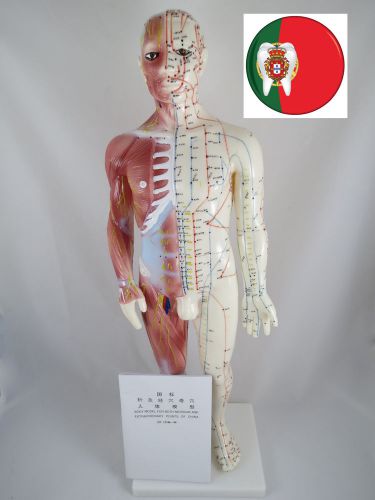 Professional medical and educational it-120 acupuncture muscle male 60cm angelus for sale