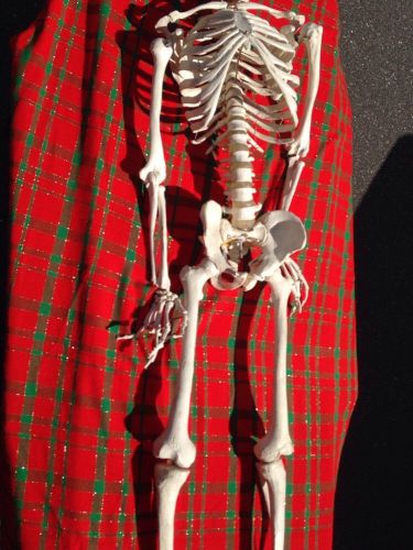 Human skeleton model complete 5ft 4in tall  plastic full size holloween for sale