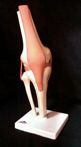 3b scientific - a82/1 deluxe functional knee joint anatomical model (a 82/1) for sale