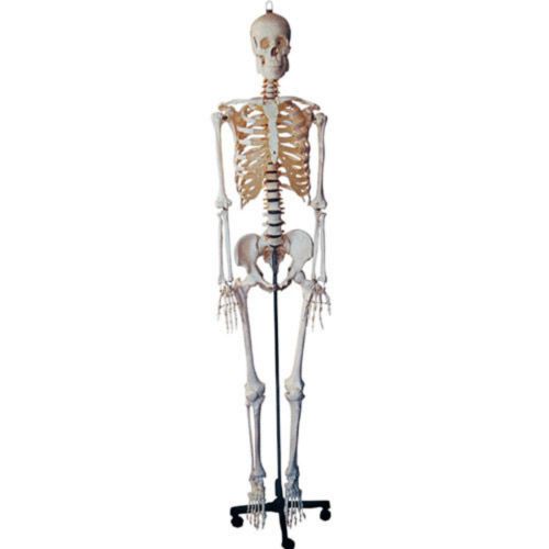 HUMAN SKELETON Healthcare,Lab&amp;Life ScienceMedical Supplies Disposables Teaching