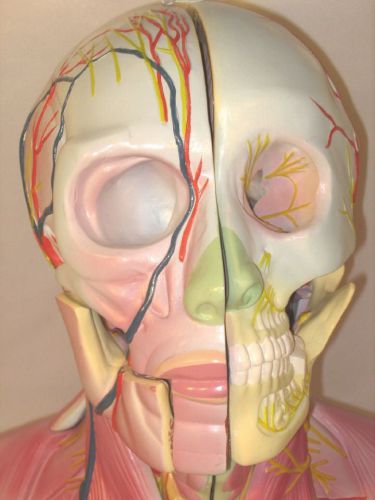Human head neck dissection anatomy anatomical model teaching display school New