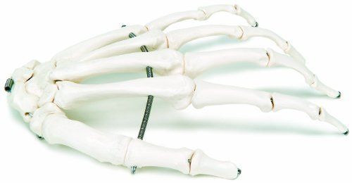 NEW 3B Scientific A40L Wire Mounted Human Left Hand Skeleton