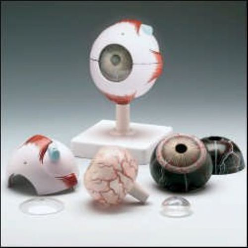 Human Eye Model Item #: JS6513