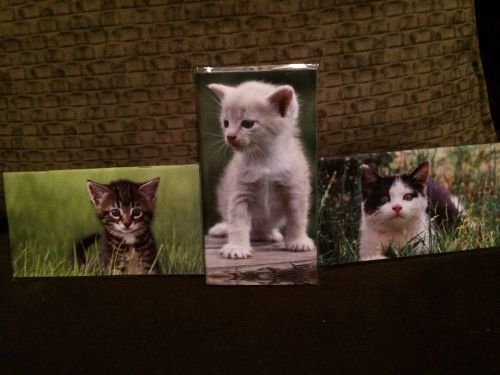 2014 2015 Calendar Day Planner Kitten Lot