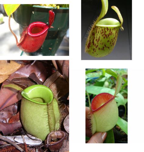 FRESH RARE NEPENTHES LOWLAND &#034;SPECIAL MIX&#034; (30+ seeds)HOT ITEM,Carnivorous, WOW!
