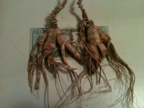 58 GRAM  2 MONSTER  DRY WILD GINSENG ROOTS VERY OLD With LONG NECKS