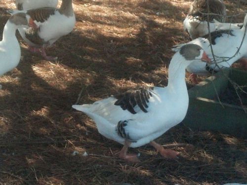5 -pomeranian saddle back geese  hatching eggs for sale