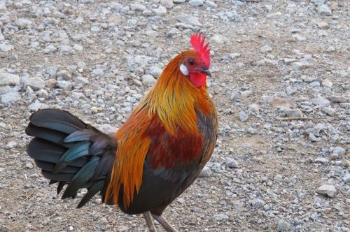 10 + 2 Bantam Fertile Hatching Eggs!