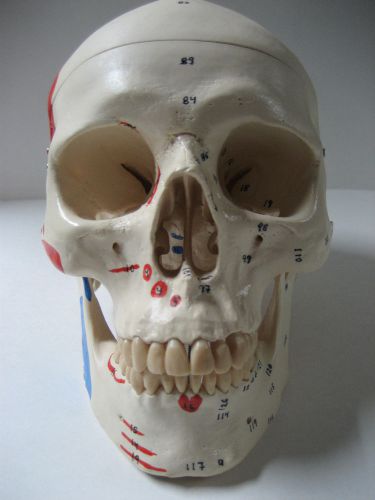 Replica Quality Kilgore A23 Human Skull w/musculature &amp; bones labeled, nice case