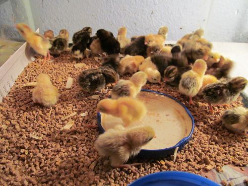 button quail hatching eqs (chinese painted quails) many colors 12+ eggs