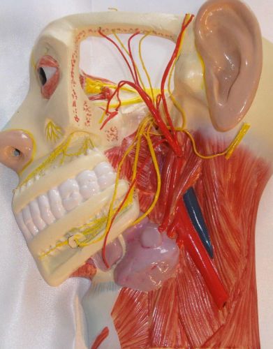 3 human head superficial muscle blood vessel nerve anatomical dissection model