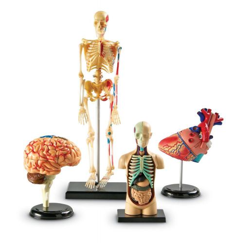 Human Body Anatomy Model Set Bundle Skeleton Brain Heart Organ Medical Learn NEW