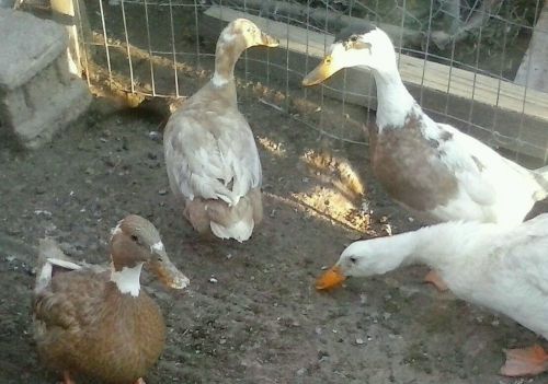 12  ( fawn and white)  Indian runner duck hatching eggs