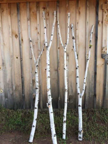 Branched white birch poles 7&#039; for sale
