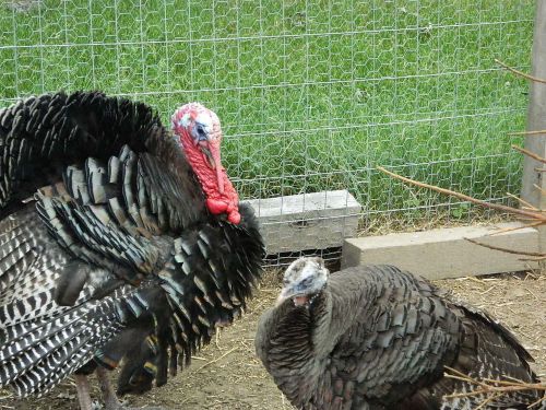 12 Standard Bronze Turkey Hatching Eggs