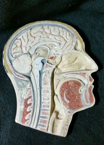 Antique Plaster Anatomical Model of the Human Head and Brain Sagittal Section
