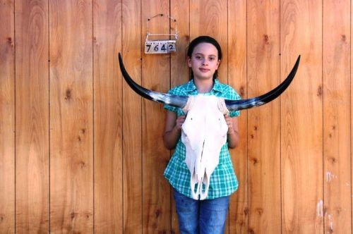 STEER SKULL AND 2 FT 8&#034; IN LONG HORNS COW LONGHORNS H7642