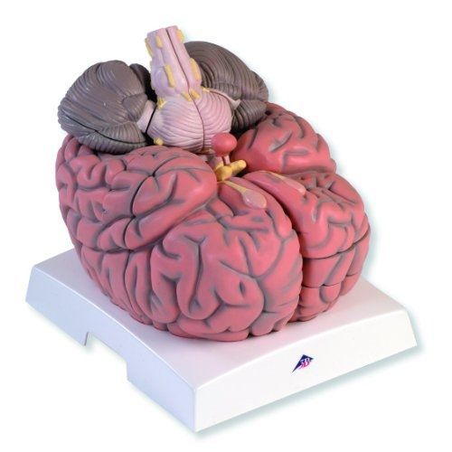 3b scientific vh409 14 part giant brain model, 2.5 times full-size, 13.4&#034; length for sale