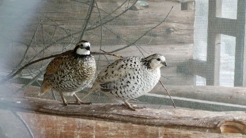 6 Snowflake Quail and 6 Mexican Speckled Quail hatching eggs