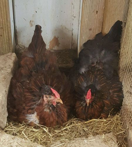 10+ Rose Comb Turken PROJECT Hatching Eggs ~ NPIP ~ Blue Laced Red